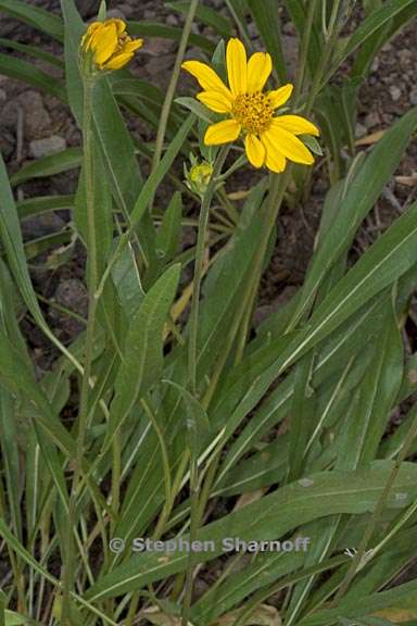 helianthella californica var nevadensis 1 graphic